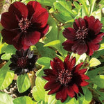 Cosmos Atrosanguineus Black Magic Chocolate for garden