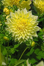 Dahlia Semillas flower – Dahlia spp. – for planting in garden