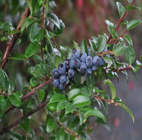 Black Huckleberry Fruit - Heirloom, Non - Gmo Seeds