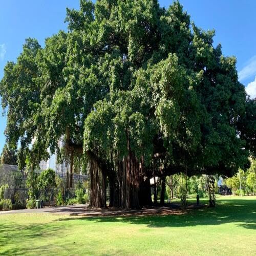 Green Banyan Tree - Heirloom, Non - Gmo Seeds