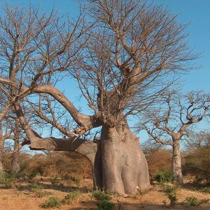Green Baobab Tree - Heirloom, Non - Gmo Seeds