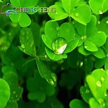 Organic Blue Green Clover Plant Seeds for Planting – Heirloom, Non-GMO Dhara Seeds