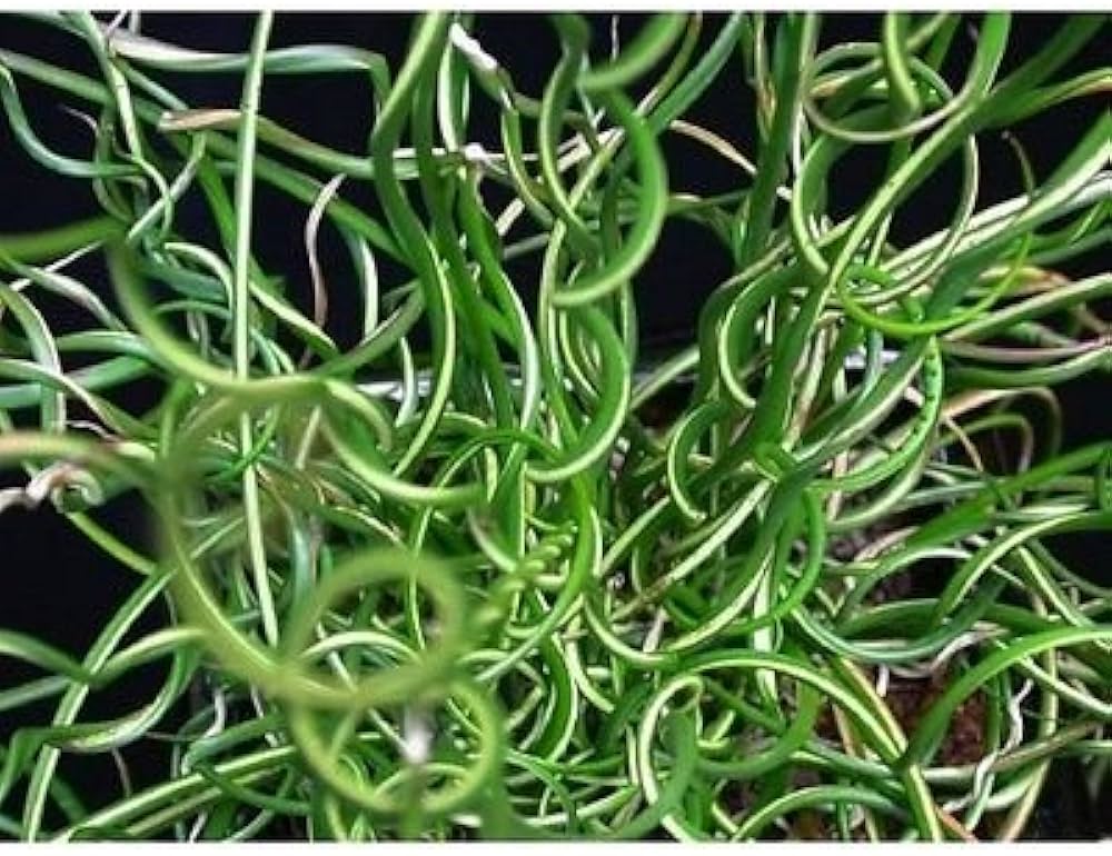Spiralis Corkscrew Plant Seeds for Planting