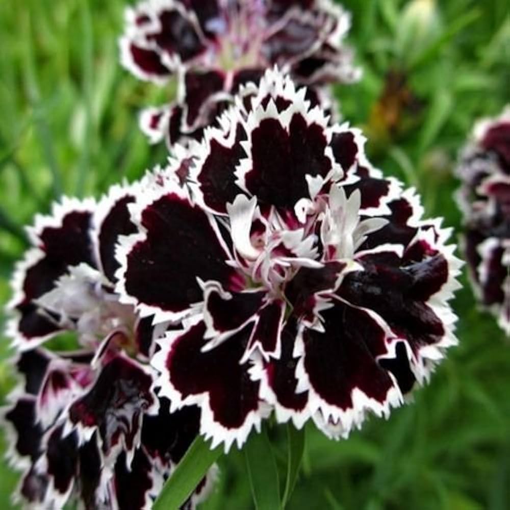 Dianthus Japanese Pinks Seeds (+ , Hardy Perennial Flowers)