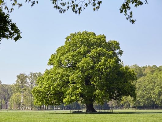 Green Oak Tree