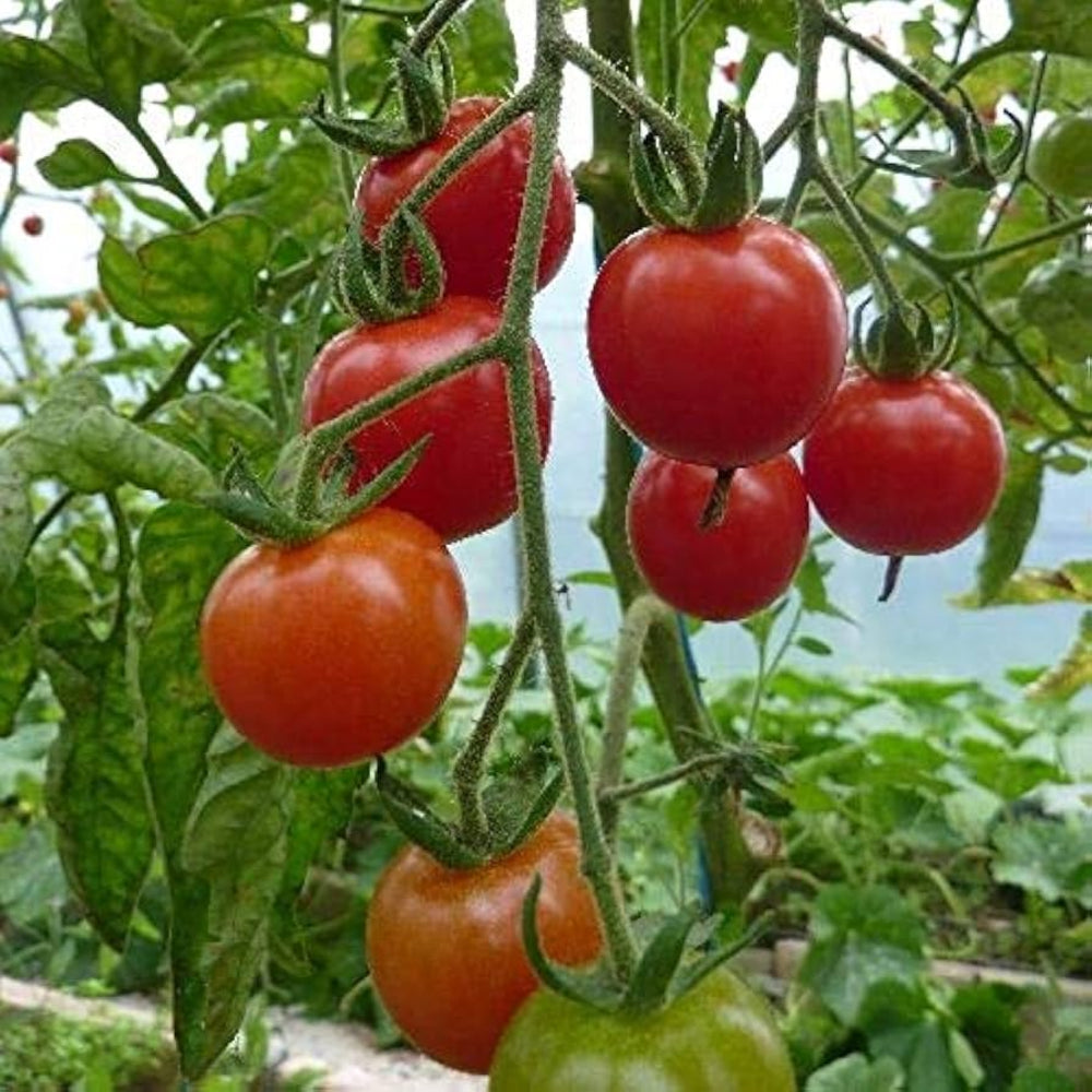 Tomato Solanum Lycopersicum Mexican Midget Vegetable Seeds for Planting – High Yield for Kitchen Garden and Containers