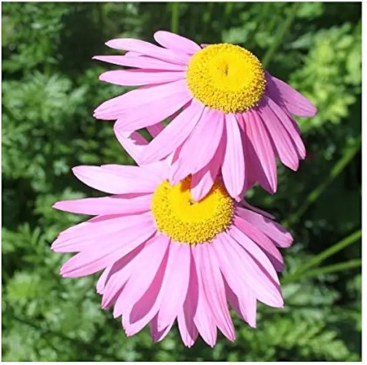 Pink Robinsons Flower Seeds for Planting - NON GMO Seeds Dhara Seeds