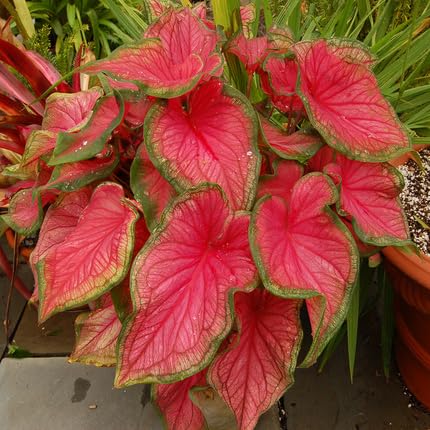 Caladium Bicolor Flower Pink Green - Heirloom, Non - Gmo Seeds