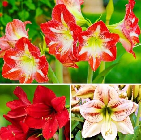 Mixed Amaryllis Flower