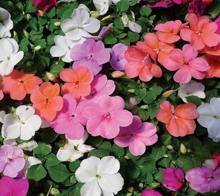 Impatiens Flower