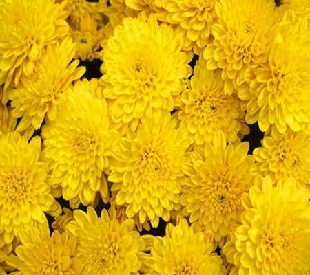 Chrysanthemum Flower - Heirloom, Non - Gmo Seeds