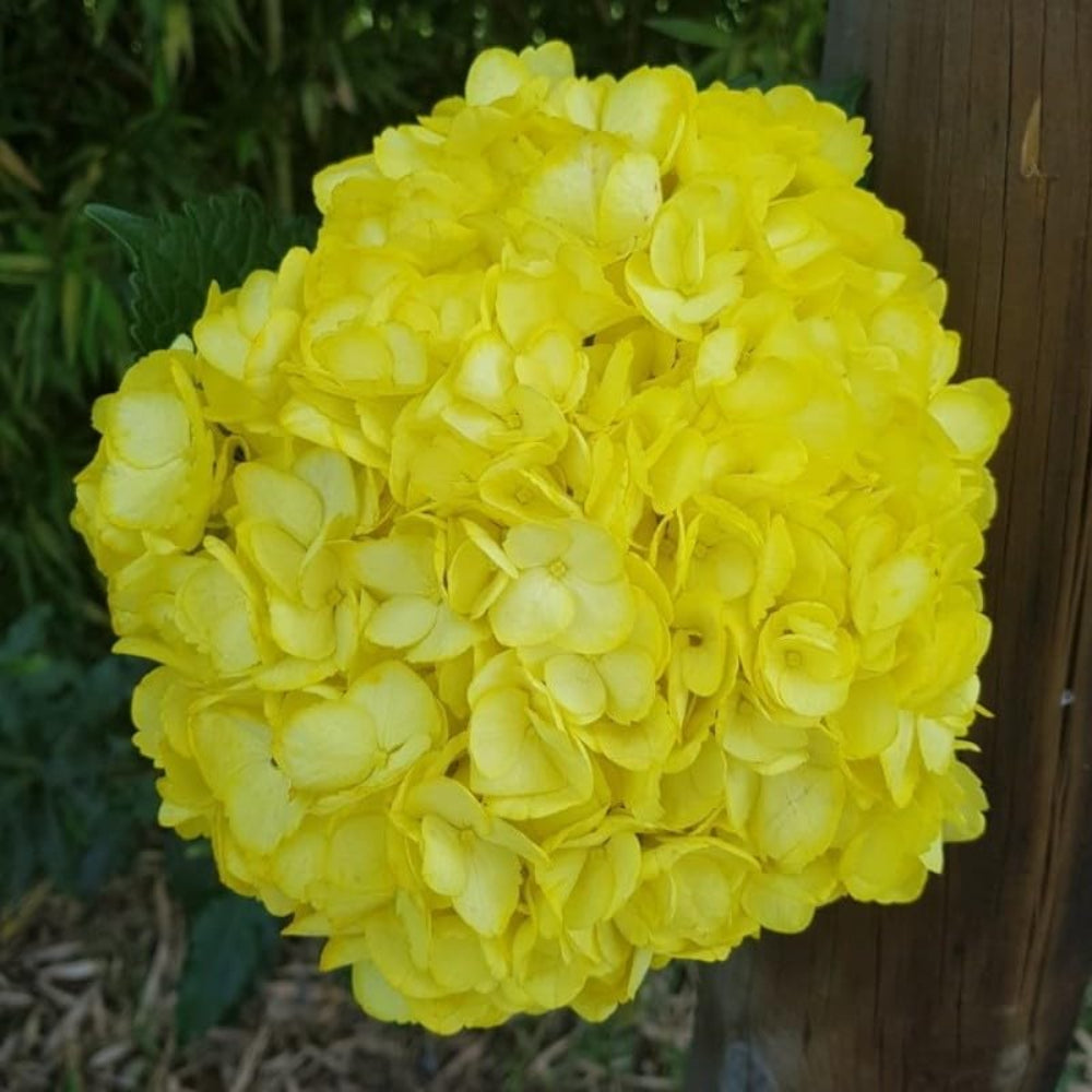 for Sun Yellow HYDRANGEA RARE flower exotic bush home plant Seller Seeds – Heirloom, Non-GMO, High Germination Organic Garden Seeds