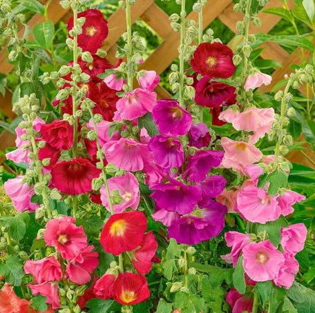Mixed Hollyhock Flower - Heirloom, Non - Gmo Seeds