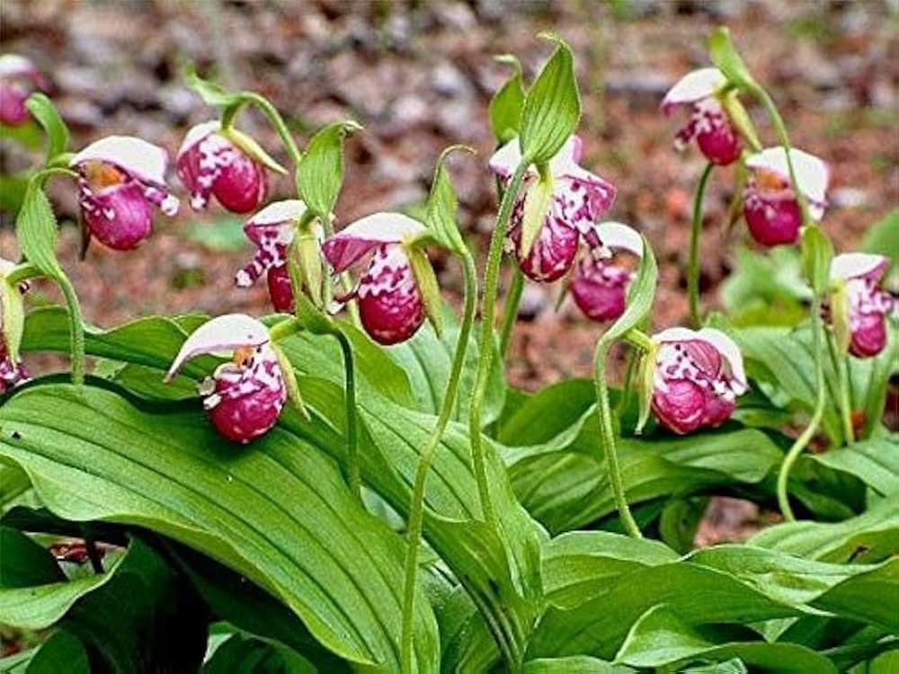 Cypripedium Paphiopedilum Perennial Orchid Flowering Seeds For Planting