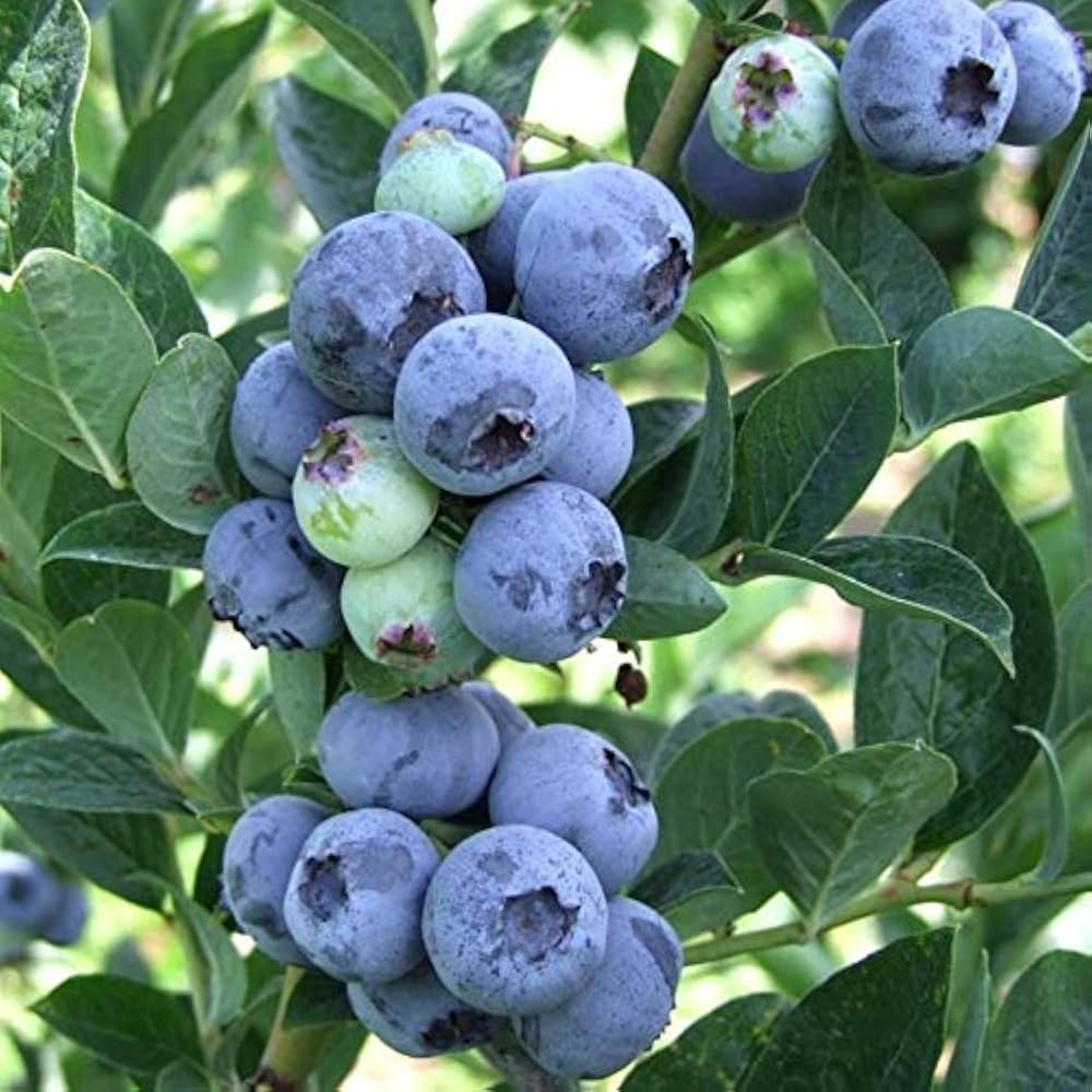 Blue Febrifuga Fruit Seeds , Rare Exotic Fruit for Garden Growth