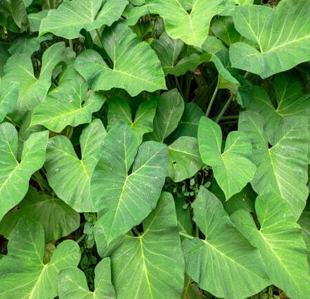 Green Taro - Heirloom, Non - Gmo Seeds