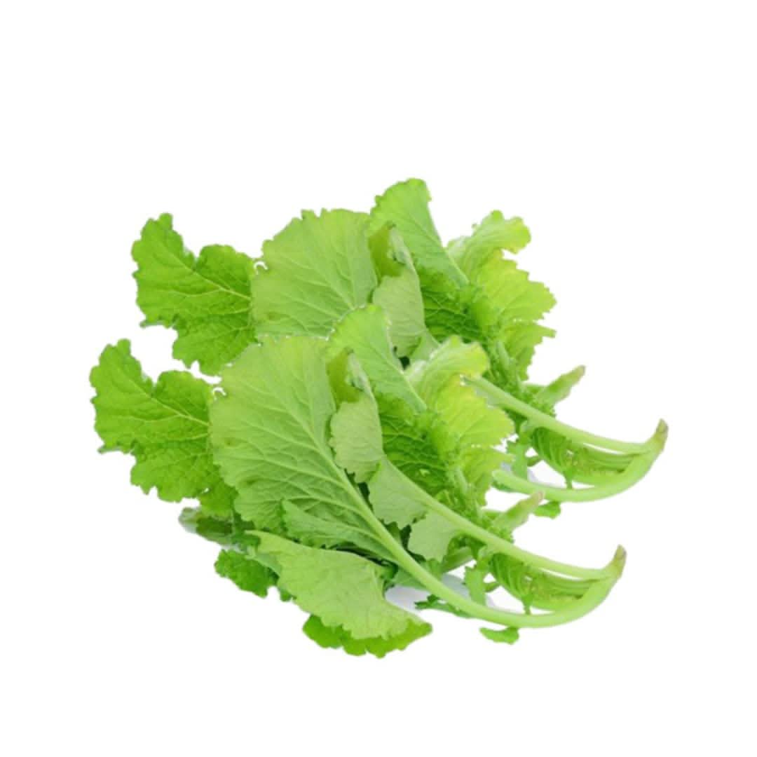 Green Leaf Mustard Brassica juncea vegetable seeds for kitchen garden planting