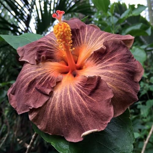 Brown Climbing Hibiscus Flower - Heirloom, Non - Gmo Seeds
