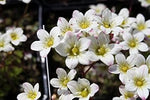 White Burren Flower Seeds for Planting - 100 seeds for planting in home garden