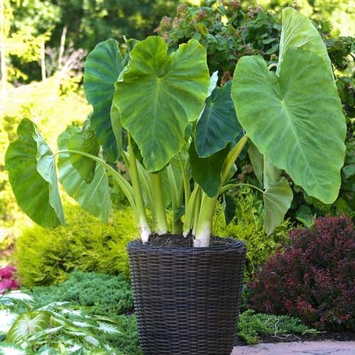 Green Colocasia - Heirloom, Non - Gmo Seeds