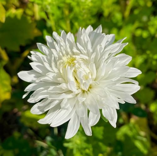 White Aster Flower - Heirloom, Non - Gmo Seeds