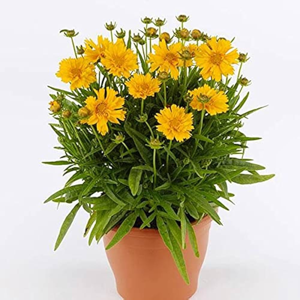Coreopsis tripteris tall tickseed for flower garden