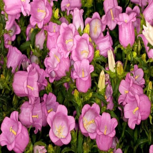 Pink Campanula Flower Seeds – Heirloom, Non-GMO, High Germination Organic Garden Seeds for Planting