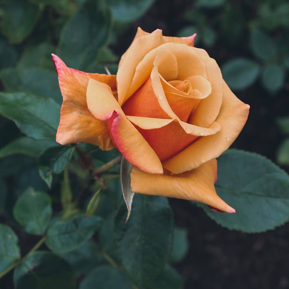 Rose Rosa Hybrida Golden Flower Seeds for Planting – Ideal for Home Garden and Decorative Borders
