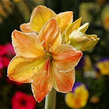 Army Green Hippeastrum Flower Seeds – Heirloom Non-GMO Amaryllis Seeds for Unique Garden Accents
