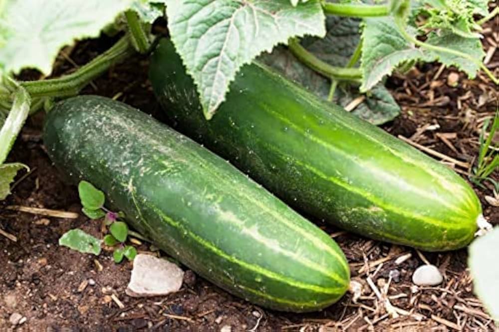 Long Greek Cucumber Cucumis sativus Vegetable Seeds for Planting in Garden