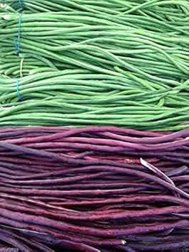 Green Violet Bean Phaseolus vulgaris seeds for garden planting