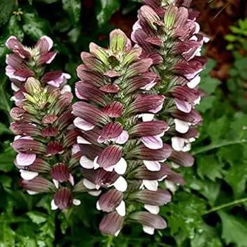 Bear's Breeches Plant Seeds for Planting NON GMO Seeds Dhara Seeds