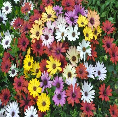 Mixed Osteospermum Flower