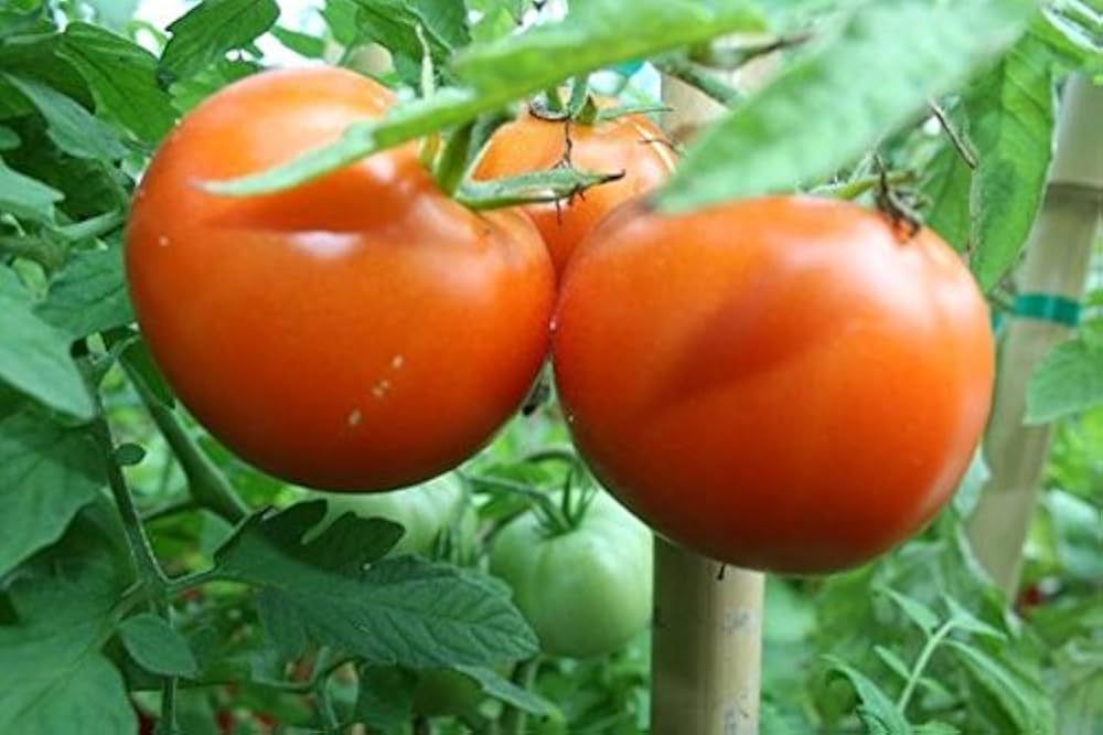 Tomato Berg Princess Solanum lycopersicum vegetable seeds for planting in kitchen garden