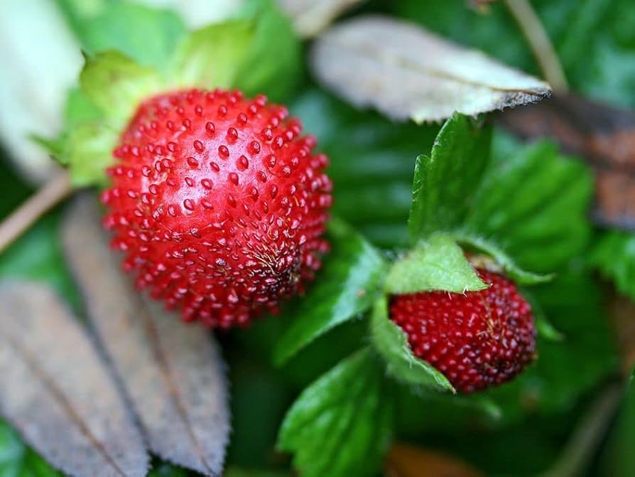 Graines Duchesnea indica Indian Strawberry Seeds for Planting home garden
