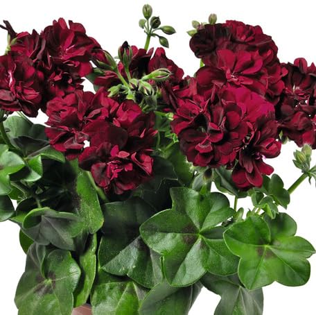 Maroon Geranium Flower - Heirloom, Non - Gmo Seeds