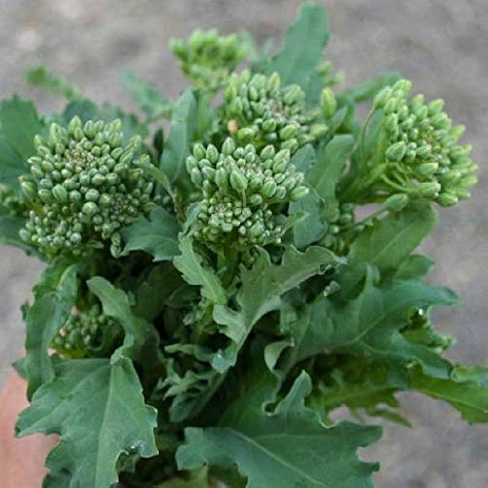 Broccoli Brassica Rapa Broccoli Raab Rapini Vegetable Seeds for Planting – Fast-Growing Greens for Kitchen Garden Use