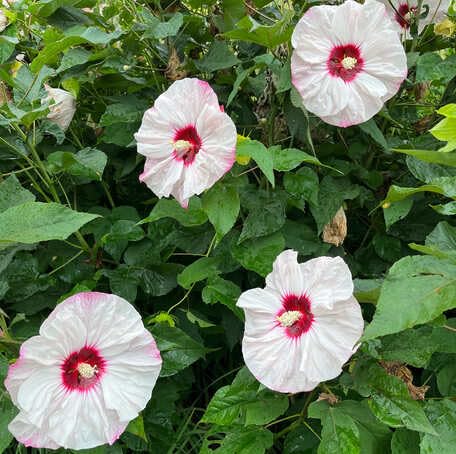 White Hibiscus Flower