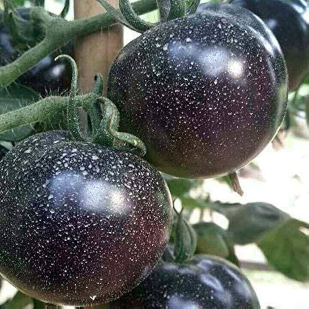 Giant Chocolate Tomato (Solanum lycopersicum) seeds for garden planting