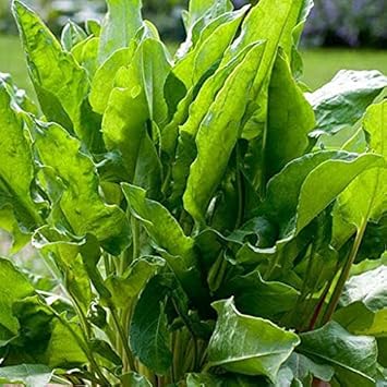 Sorrel Heirloom Non Gmo Image