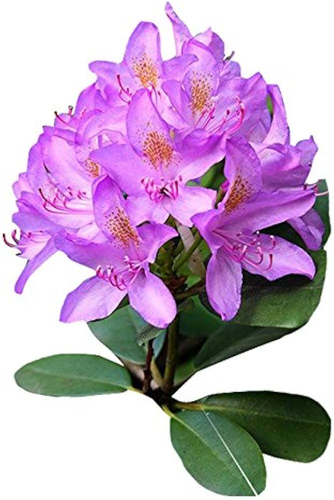 Azalea Rhododendron Flower Seeds Sakura-Style Japanese Cherry Blossom Look