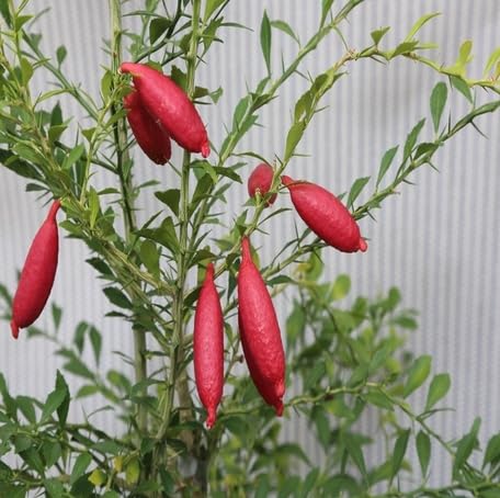 Red Finger Lime Fruit - Heirloom, Non - Gmo Seeds