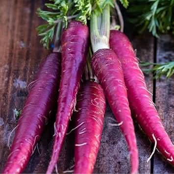 Carrot Vegetable Seeds for Planting
