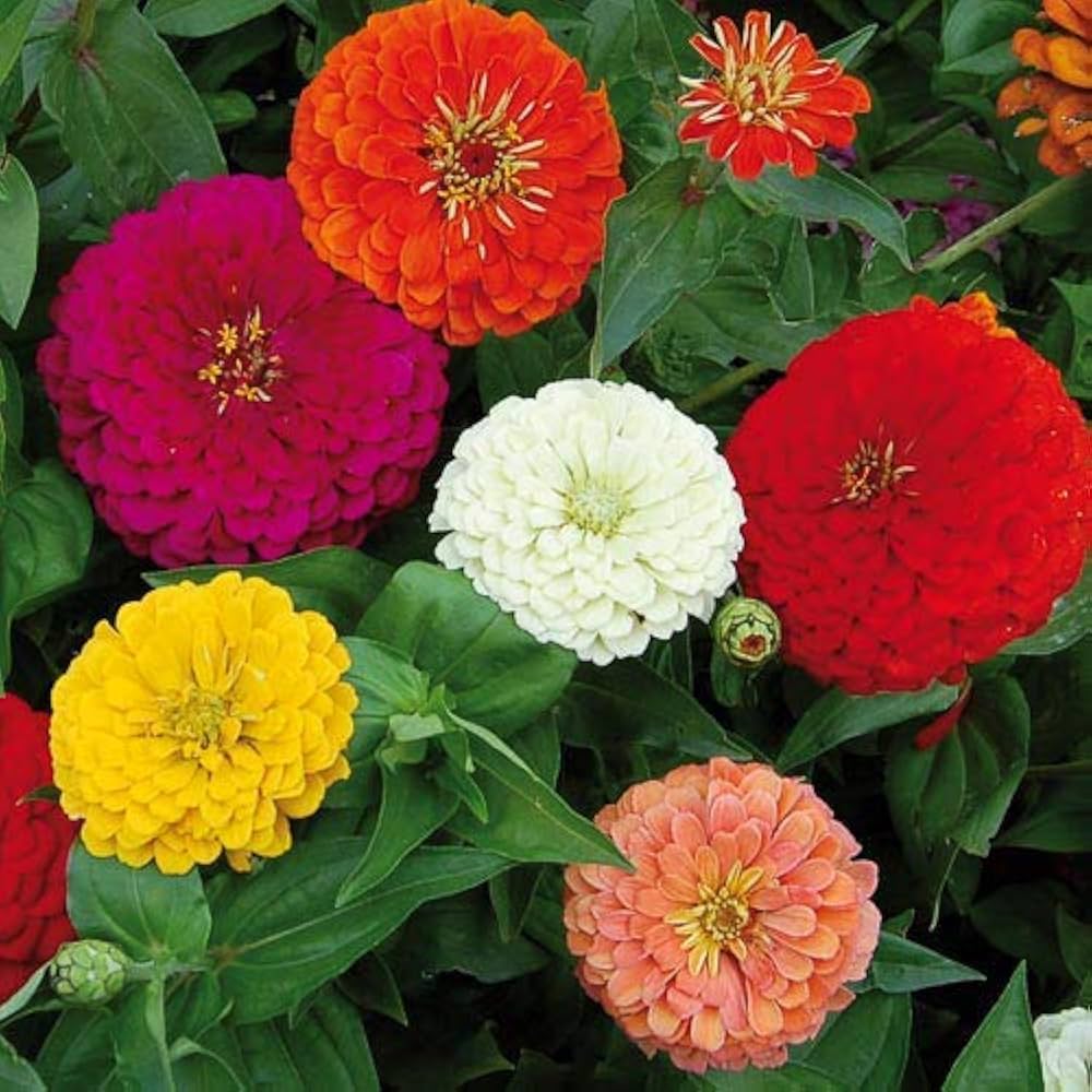 Dahlia Dahlia Pinnata Flower Seeds for Planting – Perfect for Backyard Gardening and Colorful Flower Beds