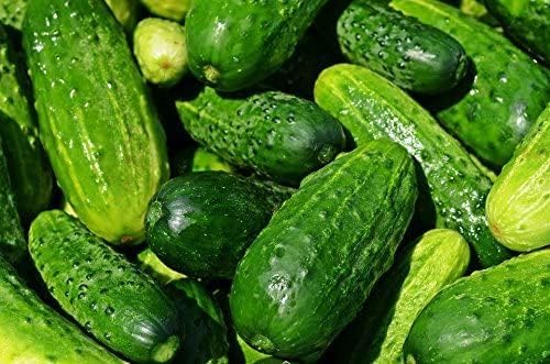 Diritte Otto Cucumber Seeds ( )
