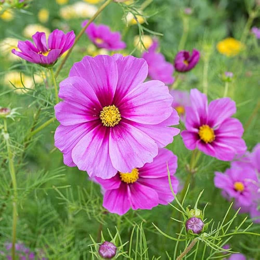 Cosmos Picotee Mixed Colors Flowering Seeds For Planting
