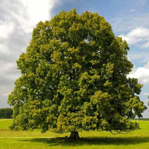 Green Chestnut Tree - Heirloom, Non - Gmo Seeds