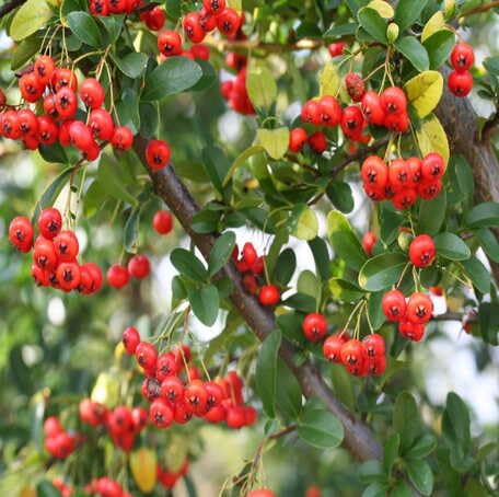 Red Pyracantha Fruit