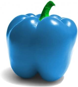 Sky Blue Chili Capsicum annuum seeds for garden planting