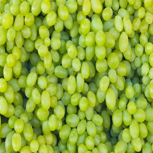 Green Grapes Fruit